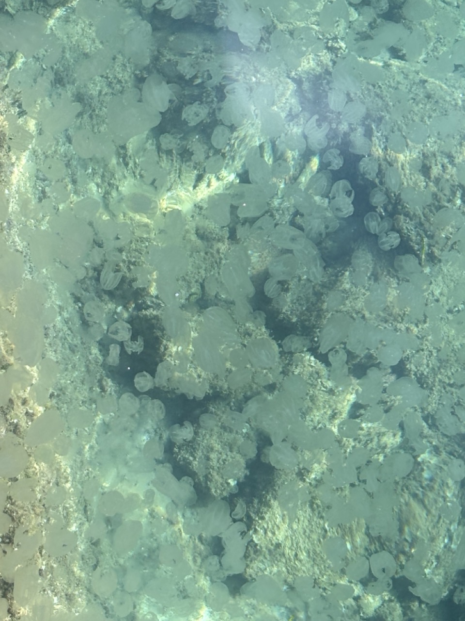 Many jellyfish AREA MAP